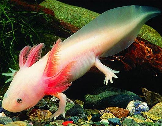 [Bild: axolotl.jpg]