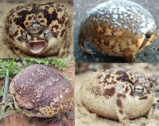 South African Rain Frog - Fattest Round Ball of Frog | Animal Pictures