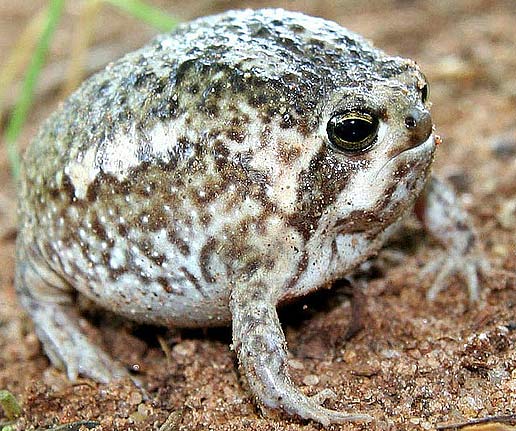 south-africa-rain-frog.jpg