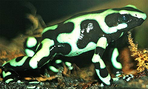 Green Frogs | Animal Pictures and Facts | FactZoo.com