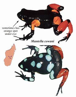 blue black frog