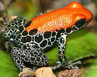 What are some facts about poison dart frogs?