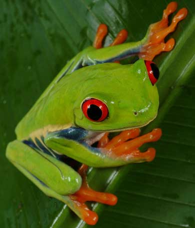 tree frog