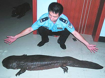 chinese-giant-salamander.jpg