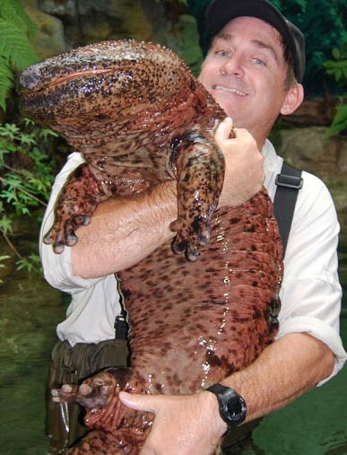 Chinese Giant Salamander - World's Largest Amphibian | Animal Pictures