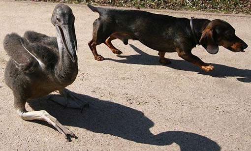 dog pelican