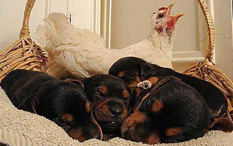 mabel with her pups