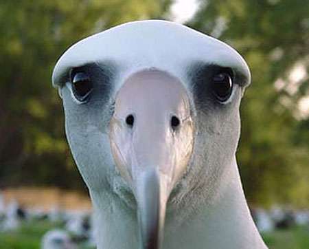 albatross-face-close-up.jpg