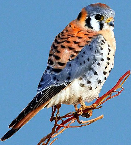 american-kestrel.jpg