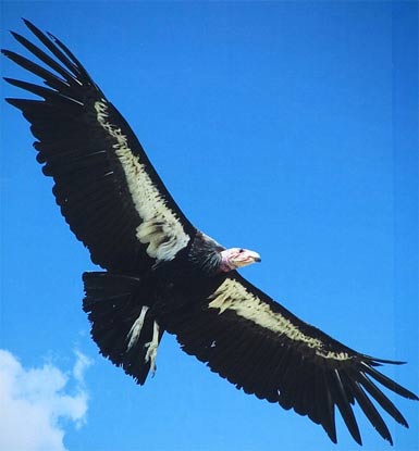 http://www.factzoo.com/sites/all/img/birds/andean/andean-condor-wings-out-white.jpg