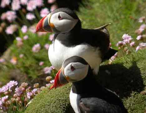 ireland puffin