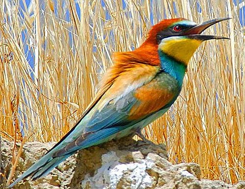 http://www.factzoo.com/sites/all/img/birds/bee-eaters/bee-eater-calling.jpg