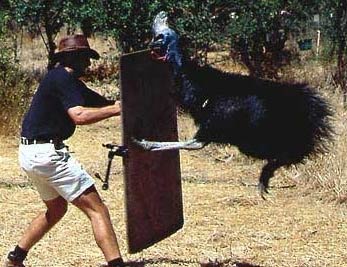 cassowary-attack.jpg