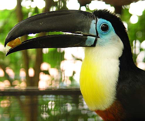 channel billed toucan