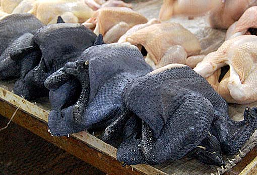 blue-skinned-chicken.jpg