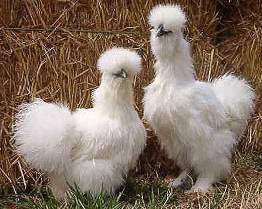 two white
