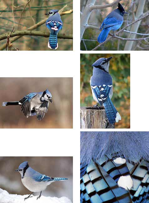 blue jays