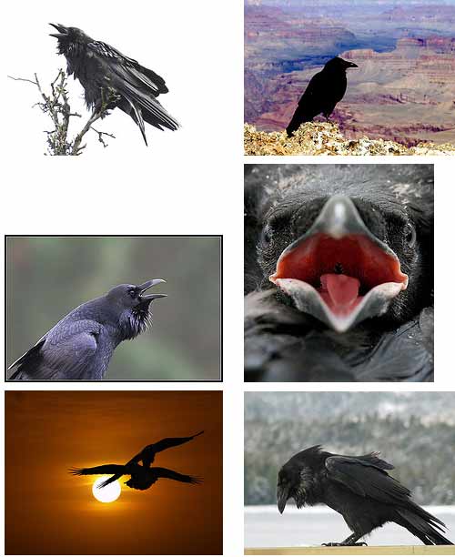 crow corvus corax