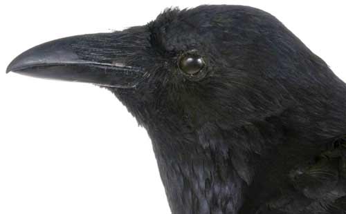 image: corvus-corvidae-carrion-crow