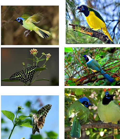 green jays