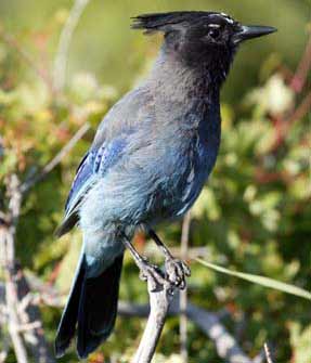 steller's jay