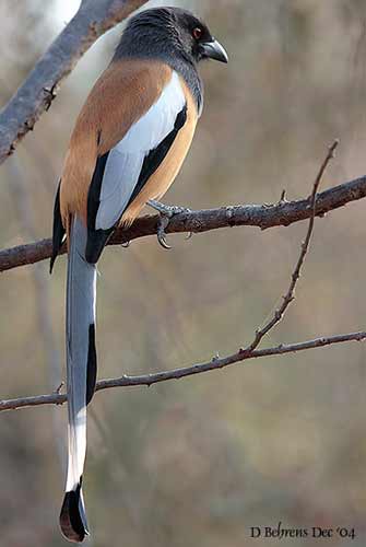 treepie