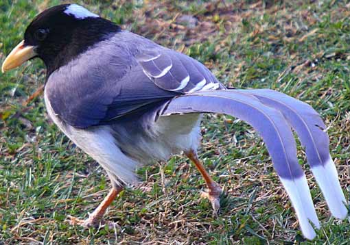 yellow-billed blue magpie