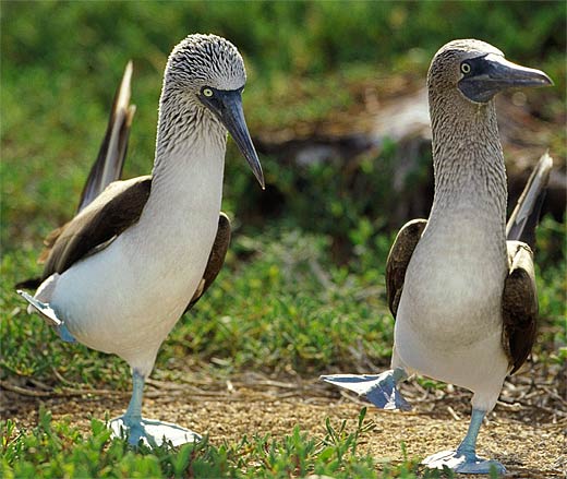 Image result for blue footed booby diving