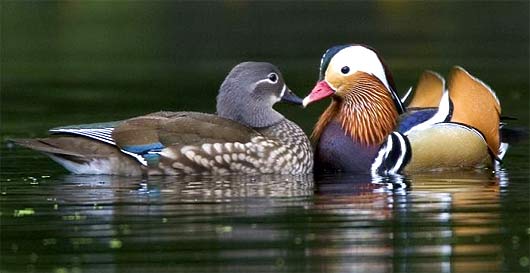 male-female-mandarin-duck.jpg