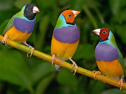 3-male-variations-gouldians.jpg