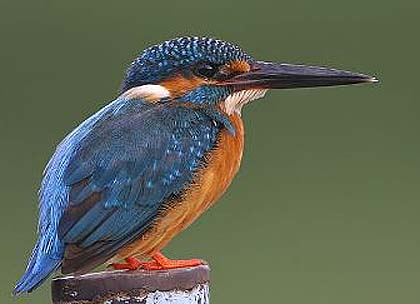 dark green kingfisher