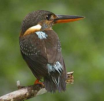 perched