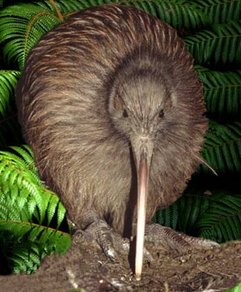 north island brown