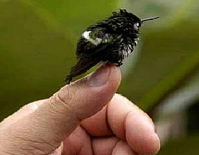 Image result for bee hummingbirds