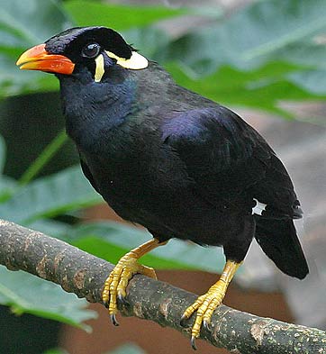 state bird of meghalaya