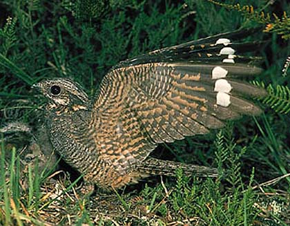 common nightjar