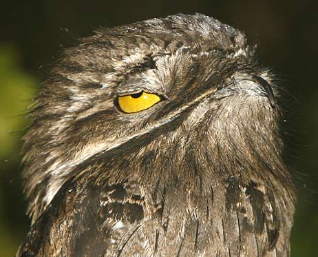 great-potoo-closing-eyes.jpg