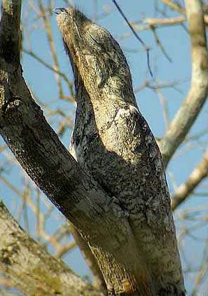 potoo-camouflage.jpg