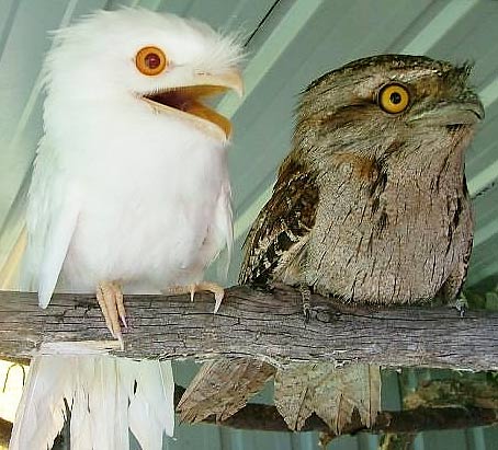 http://www.factzoo.com/sites/all/img/birds/nightjars/two-tawny-frogmouths-albino.jpg