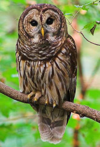 Barred Owl Barred Owl