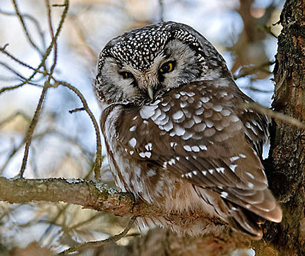 Owl Facts