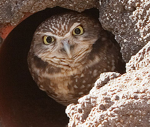 [Image: burrowing-owl-peering-out.jpg]