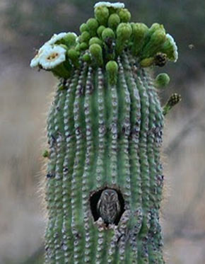 [http://www.factzoo.com/sites/all/img/birds/owls/elf-owl-in-cactus-house.jpg]