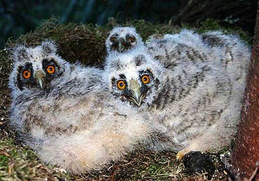 juveniles in the nest