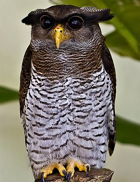 http://www.factzoo.com/sites/all/img/birds/owls/malay-eagle-owl.jpg