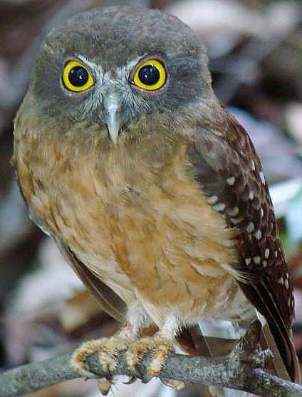 ocher bellied boobook