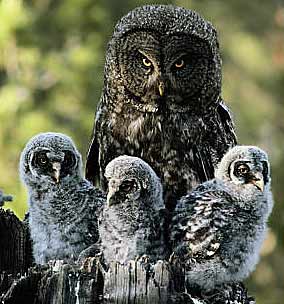 owls.jpg