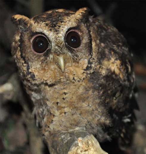 wide eyes sunda scops