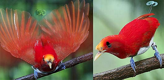 Bird of Paradise - Various Bird Species