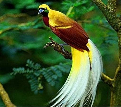 white-tailed-bird-paradise.jpg